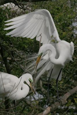 Great Egret