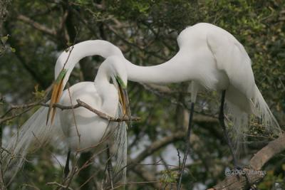 Great Egret Stick on Nest