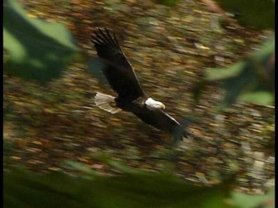 Bald Eagle