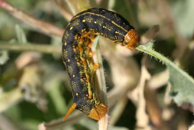 White-lined Sphinx Catipiller