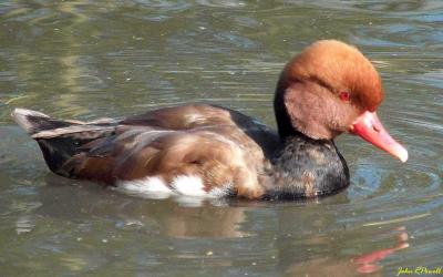 Red-crested Pochard.