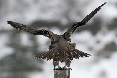 Gyrfalcon, dark intermediate morph juvenile