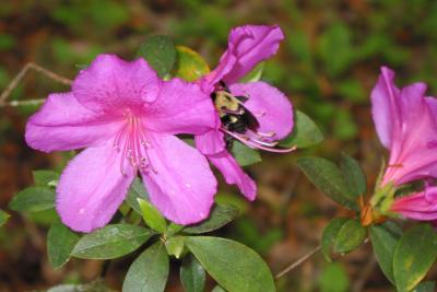 Bee at work