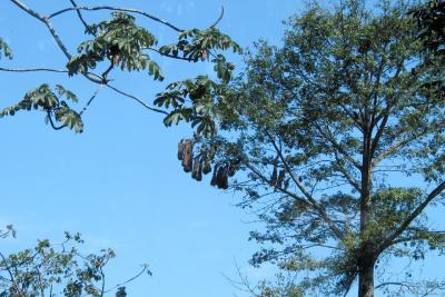 The hanging nests of the  Oropendula, Montezuma