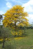 A flowering tree on the way to Monteverde