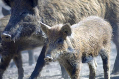 Young Wild Hog  Mother