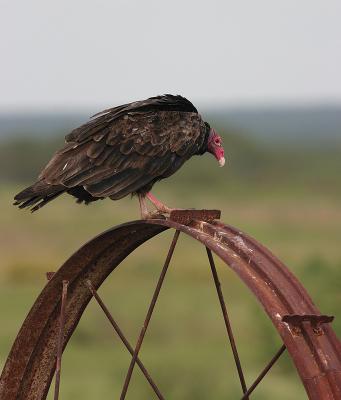 Vulture-Pose