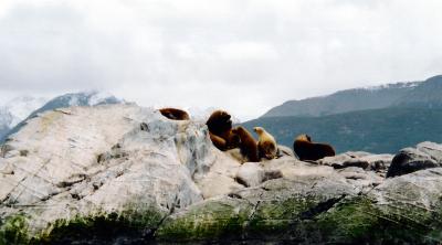 Ushuaia Beagle Channel Sea Lions3.JPG
