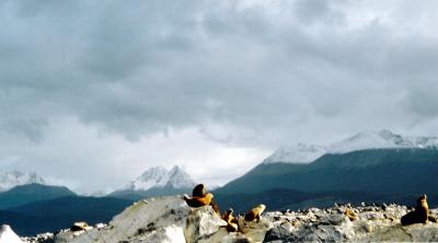 Ushuaia Beagle Channel Sea Lions4.JPG