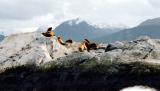 Ushuaia Beagle Channel Sea Lions1.JPG