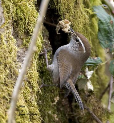 Bewick's Wren preparing nest