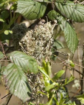 Common Bushtit building nest