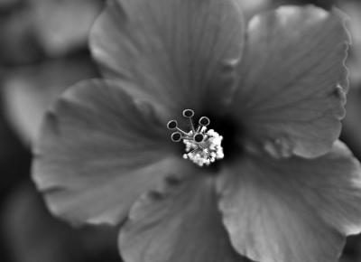 red hibiscus in black and white