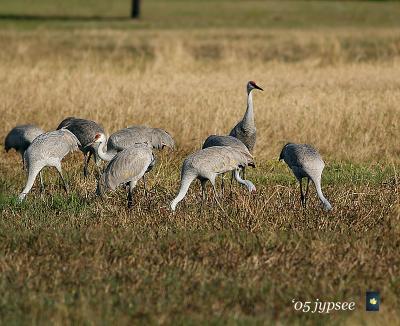 sandhill cranes feeding in the morning