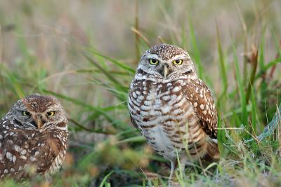 nesting burrowing owls 2005