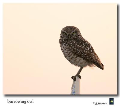 burrowing owl backlit