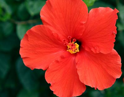 red hibiscus