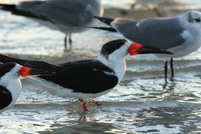 red bill on black skimmers