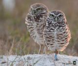 burrowing owls at the nest