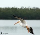 american white pelican in flight