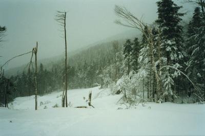 Phillips Brook sledding '98