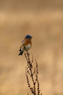 Bluebird