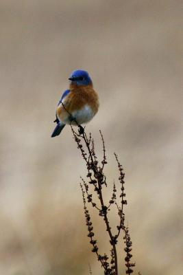 Bluebird