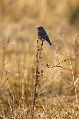 Bluebird