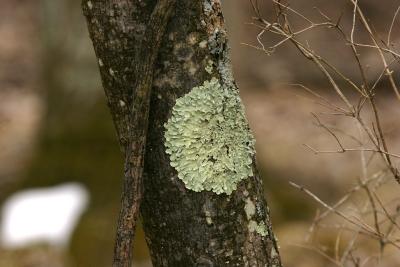 Lichen