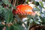 Fly Agaric