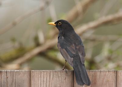 Blackbird5_640.jpg