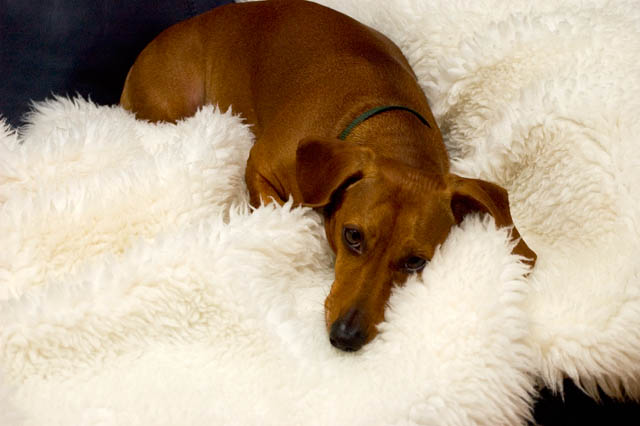 Snooze Time