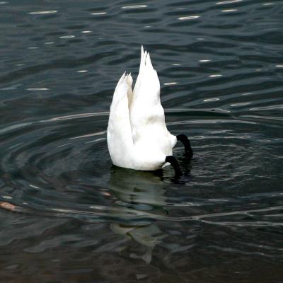 u7/kayelouise/medium/41316543.swanbehind002sq.jpg