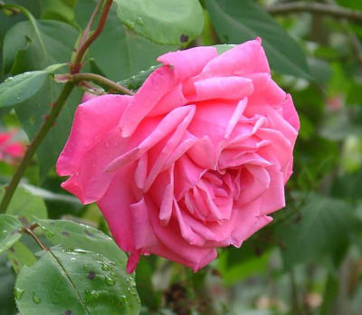 Pink Rose - Dordogne France