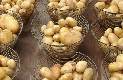 Countless Fresh Potatoes.jpg