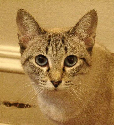 Lynx Point Siamese - Principessa