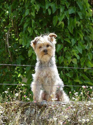 The Watchdog - SW France