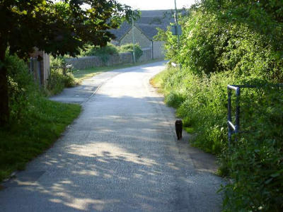 Country Lane - Witney UK.jpg