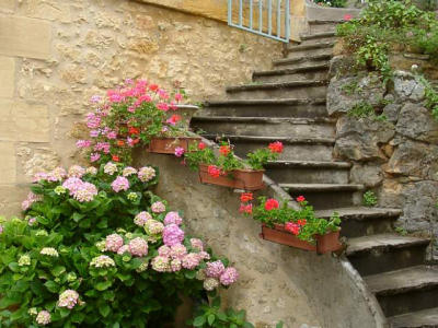 Rhododendrons - SW France.jpg