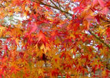 Japanese Maple Autumn - Atlanta