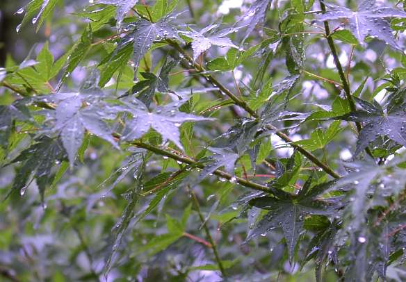 Japanese Maple After Rain - Atlanta