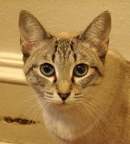 Lynx Point Siamese - Principessa