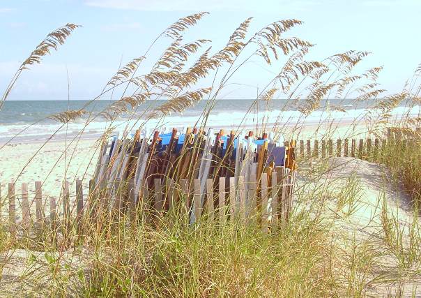 sea oats.jpg