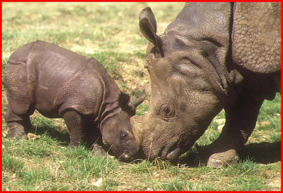 Indian rhino and calf.