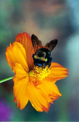 FLOWER  bee