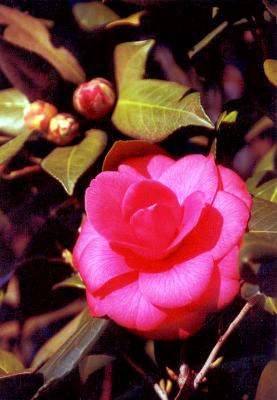 Flower rose.jpg