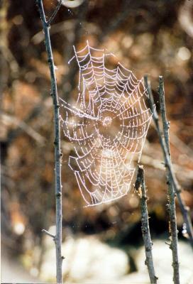 swamp cobweb