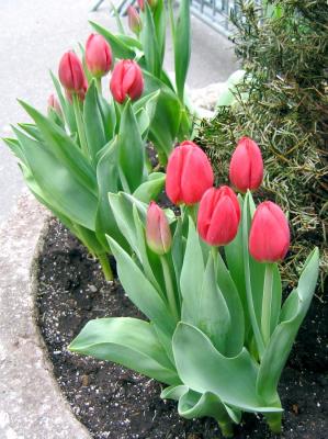 tulips.JPG.jpg