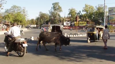 traffic downtown udaipur.jpg