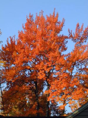 BrightTree.jpg